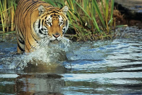 Jungle Safari in Nepal