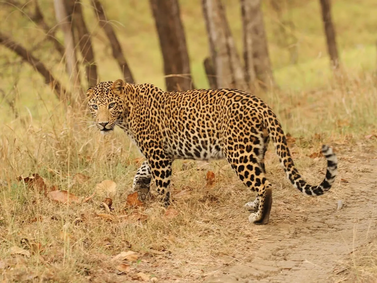 bardia jungle safari