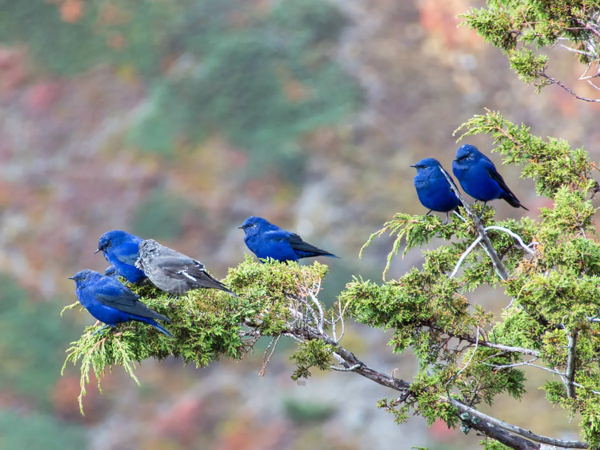 Bird Watching