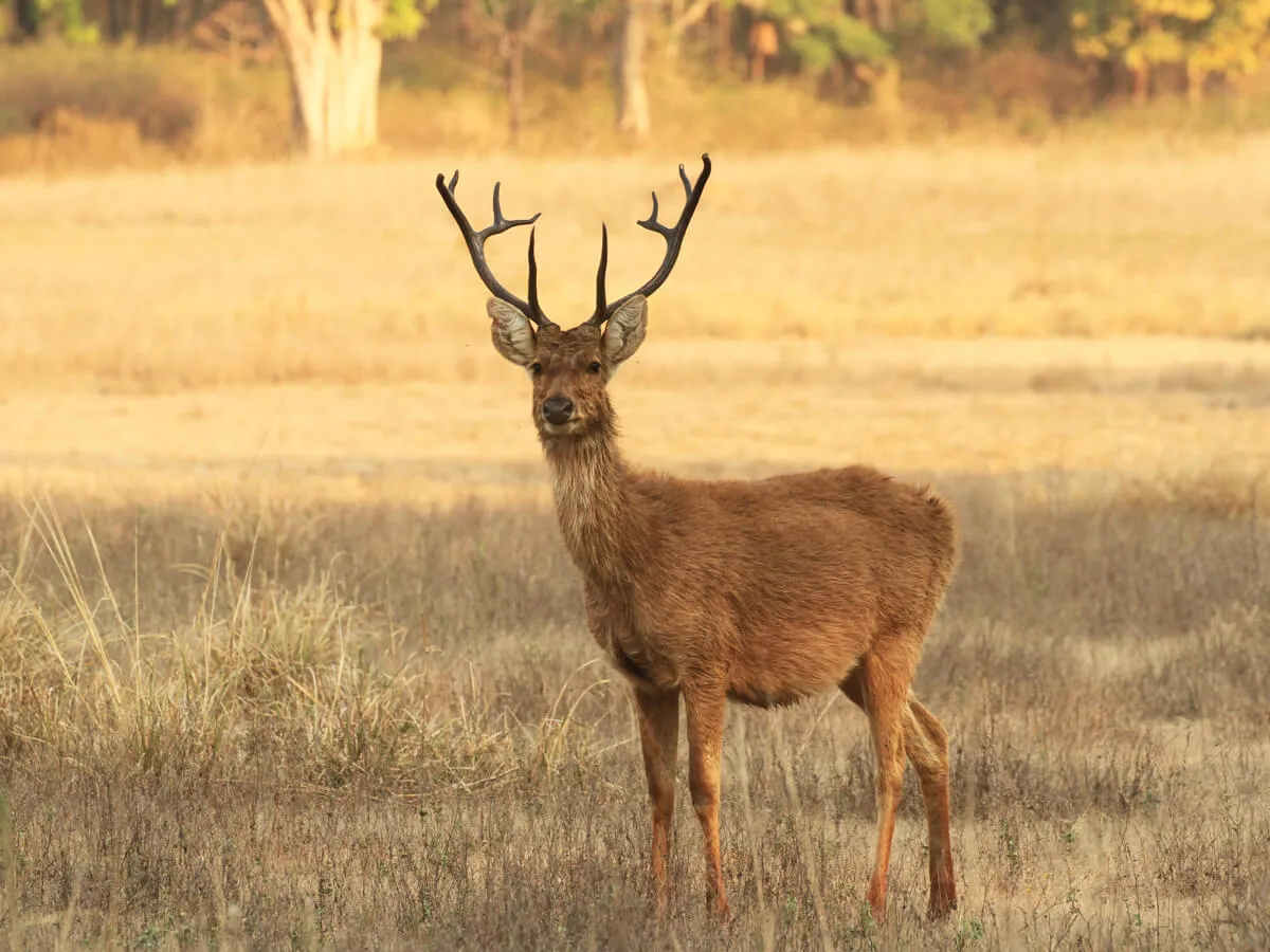 Shuklaphanta Wildlife Reserve