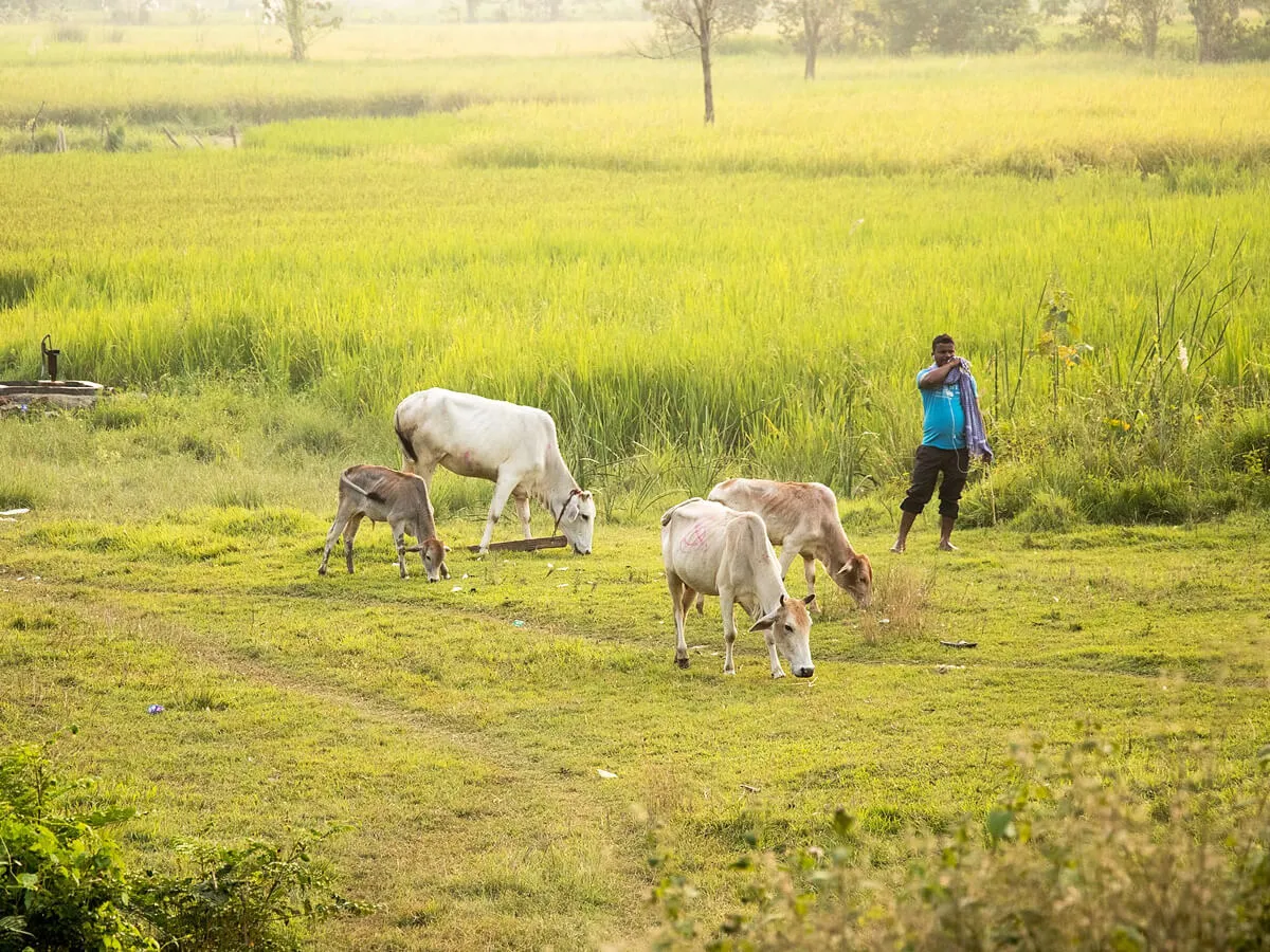 Koshi Tappu Wildlife Reserve