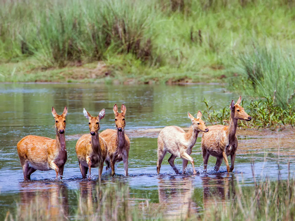bardia jungle safari