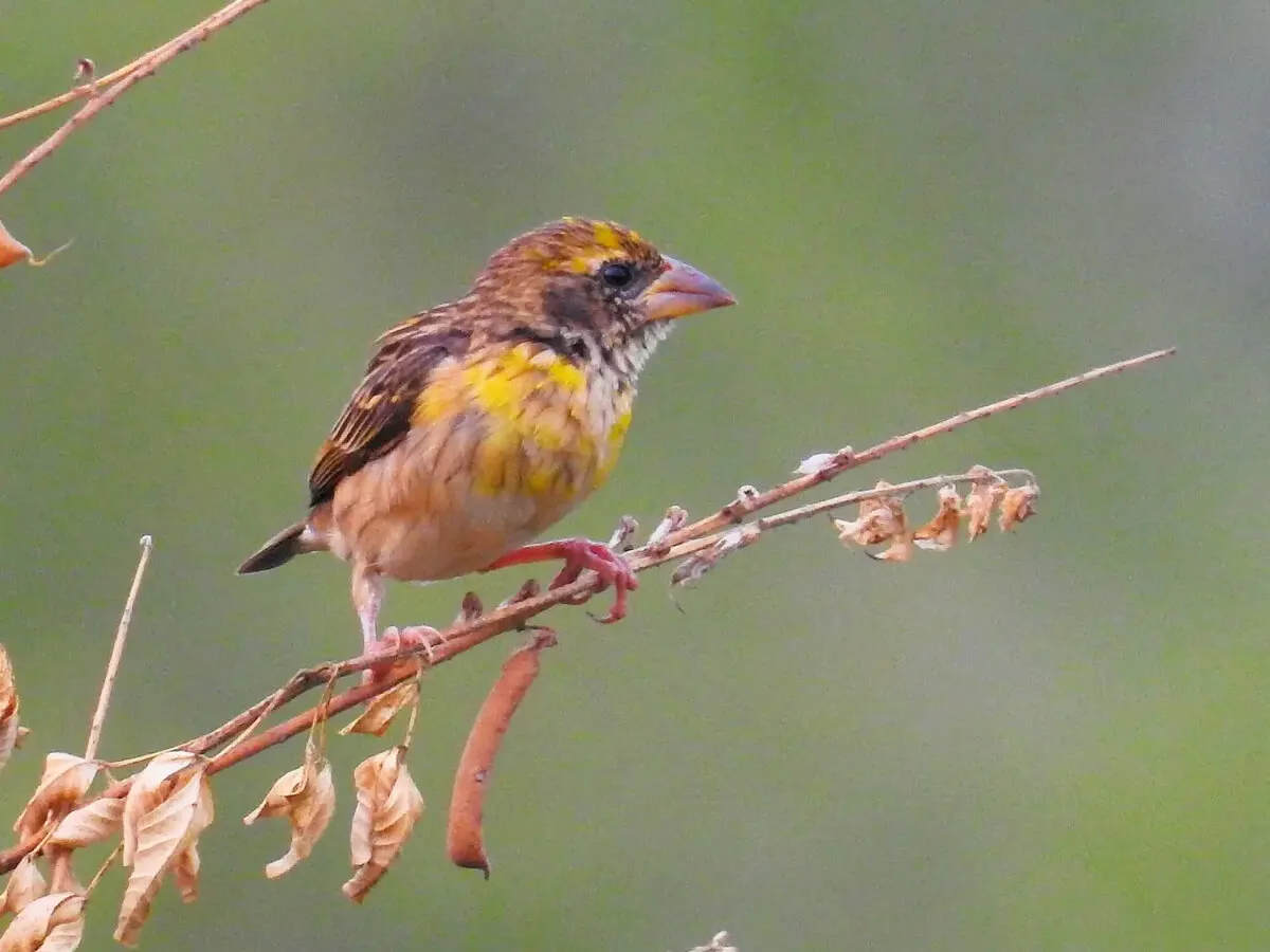 Shuklaphanta Wildlife Reserve