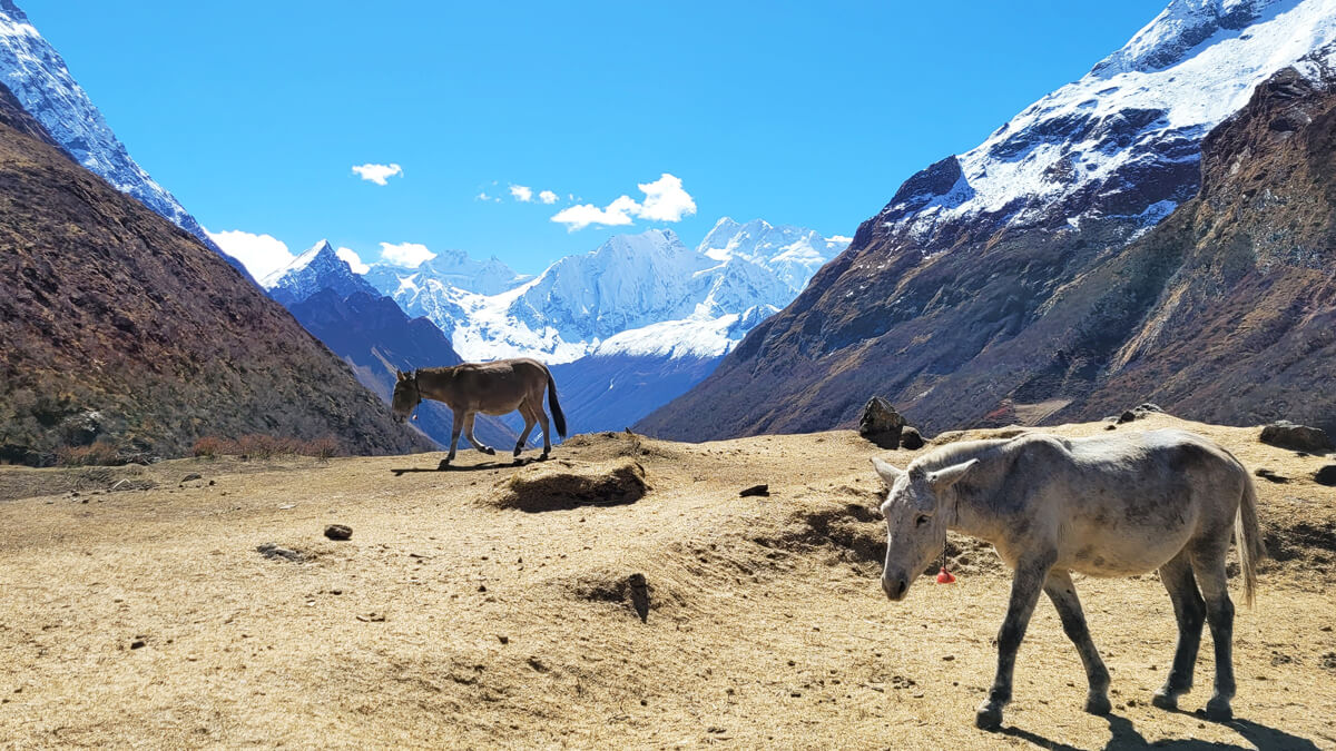 manaslu circuit trek