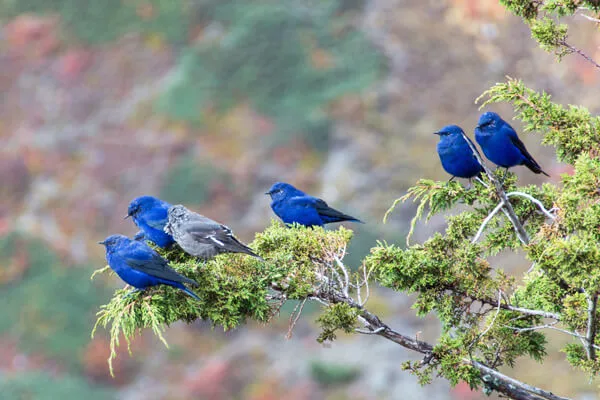 Bird Watching