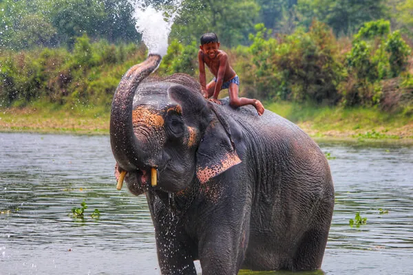 Chitwan Jungle Safari