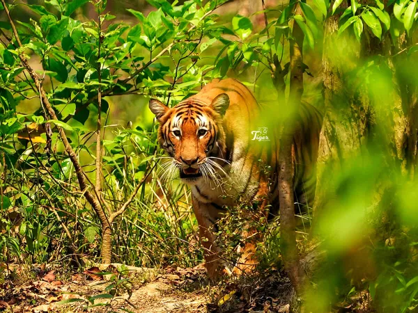Bardia Jungle Safari