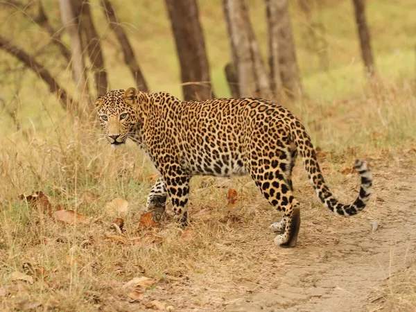 Bardia National Park Safari