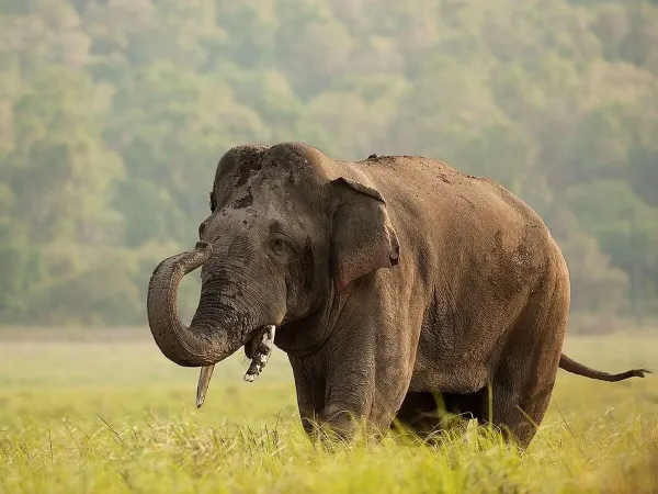 Bardia Safari