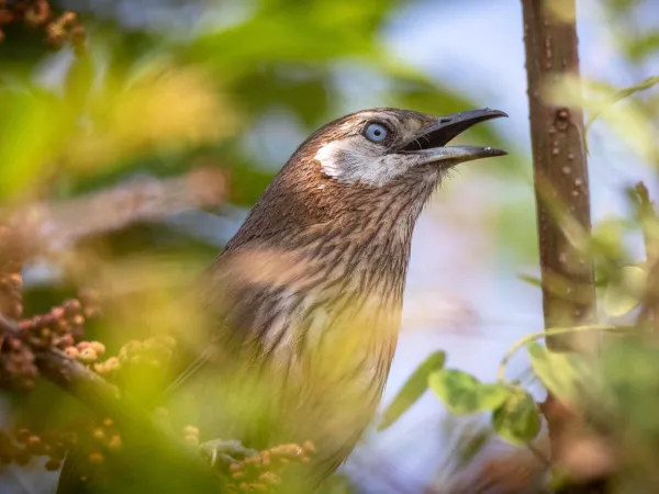 Bird Watching Activities In Nepal
