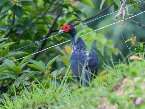 Bird Watching Cost In Nepal