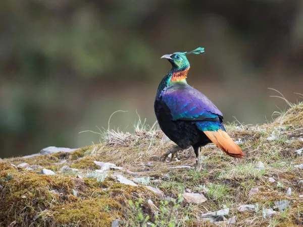 Bird Watching In Nepal