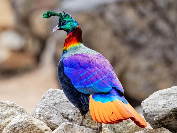 Bird Watching