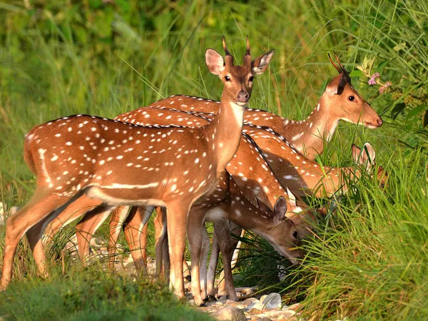 Chitwan Jungle Safari
