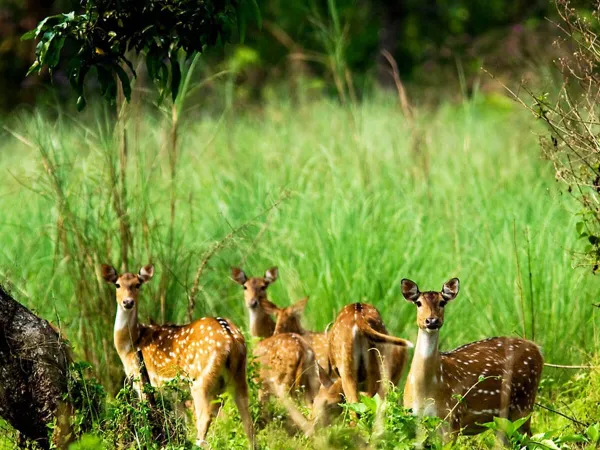 Chitwan Safari Tour 1