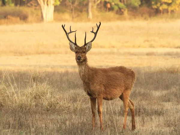Deer In Chitwan