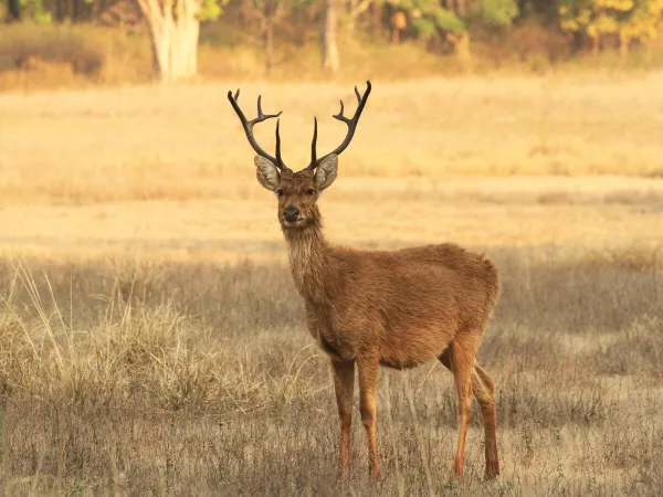 Deer Wildlife