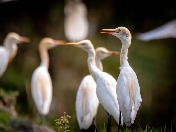 Koshi Tappu Wildlife
