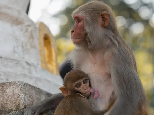 Monkey At Monkey Temple 2