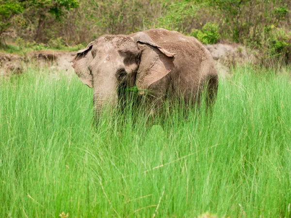 Suklaphata Safari Tour
