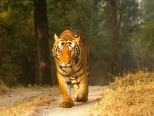 Tiger At Chitwan