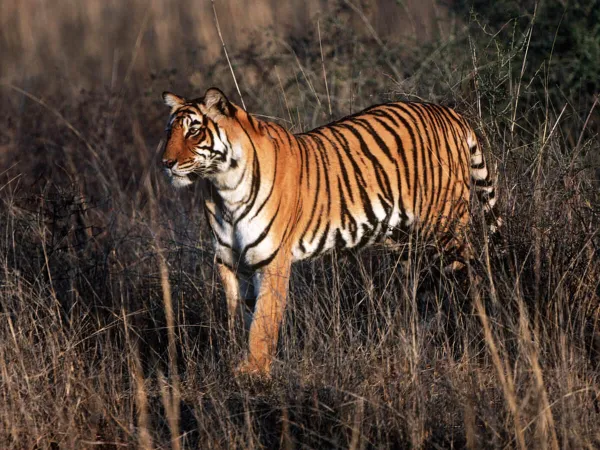Tiger In Chitwan 3