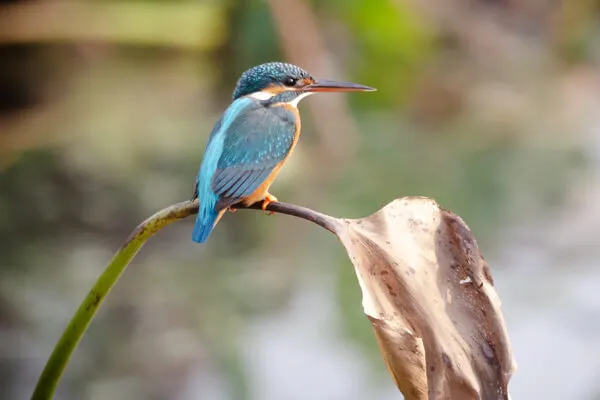 Koshi Tappu Wildlife Reserve