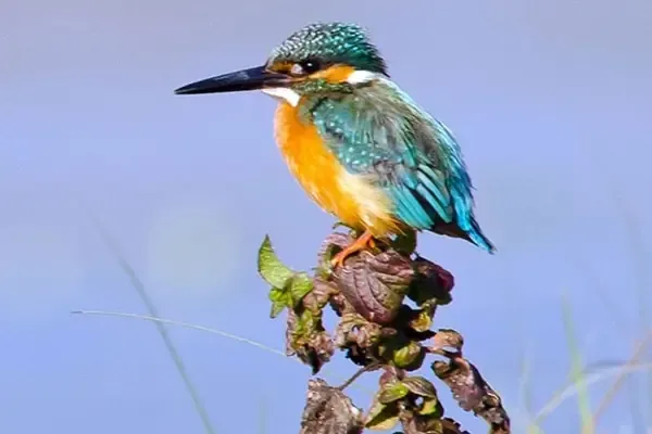 Koshi Tappu Wildlife Reserve