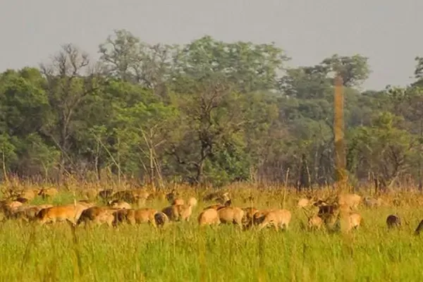 Shuklaphanta Wildlife Reserve