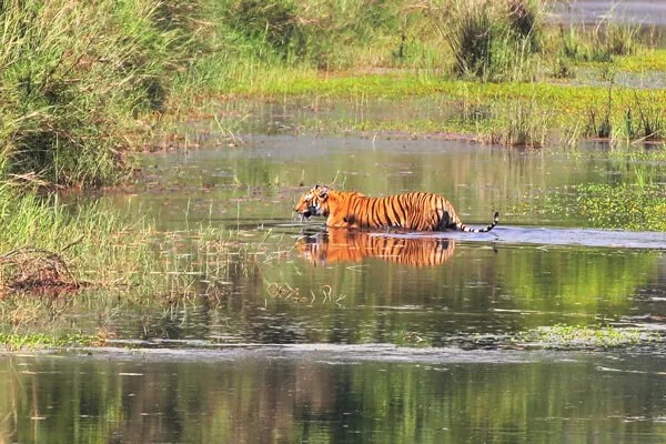 bardia jungle safari