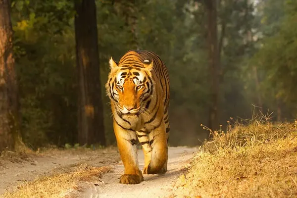 Shuklaphanta Wildlife Reserve